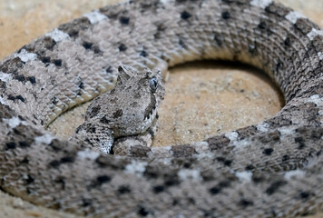 Horned rattlesnake or sidewinder rattlesnake (lat.- Crotalus cerastes)