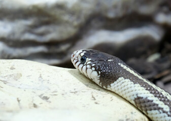California kingsnake (lat.- Lampropeltis californiae)