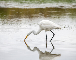 An Egret hunting for food in a marsh area