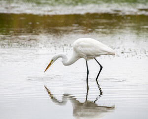 An Egret hunting for food in a marsh area