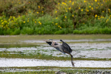 A Great Blue Heron interacts with wildlife on the environment of a pond