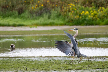 A Great Blue Heron interacts with wildlife on the environment of a pond