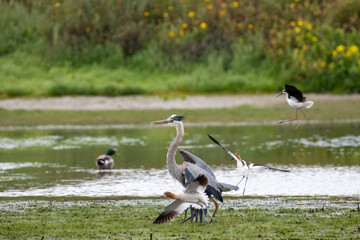 A Great Blue Heron interacts with wildlife on the environment of a pond