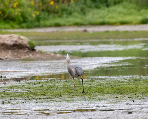 A Great Blue Heron interacts with wildlife on the environment of a pond