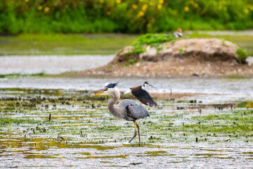 A Great Blue Heron interacts with wildlife on the environment of a pond