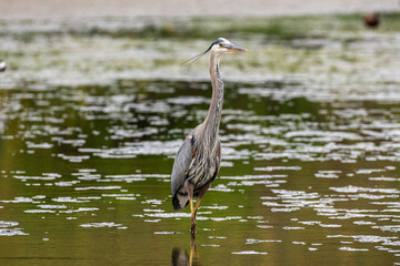 A Great Blue Heron interacts with wildlife on the environment of a pond