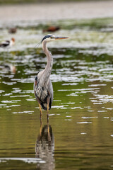 A Great Blue Heron interacts with wildlife on the environment of a pond