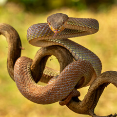 Black Mangrove Pit Viper  (Trimeresurus purpureomaculatus) native to India and Bangladesh.