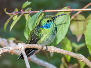 Lesser Violetear Colibri cyanotus in Costa Rica