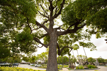 Afternoon sun shines on the historic camphor Hay Tree located in the downtown civic center of...