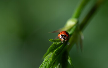 Fototapeta premium A small red ladybug sits on a green plant. The beetle is eating an aphid. The background is green with space for text