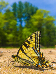 Canadian tiger swallowtail butterfly on beach in spring Wisconsin