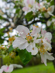 blooming apple blossom tree in springtime