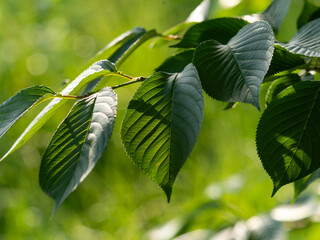 鮮やかな色の桜の若葉