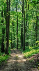 Fototapeta premium Forest Trail, a scene of a forest trail winding through tall trees with dappled sunlight filtering through the canopy