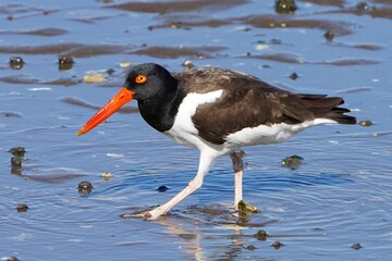 The American oystercatcher (Haematopus palliatus) is a member of family Haematopodidae.