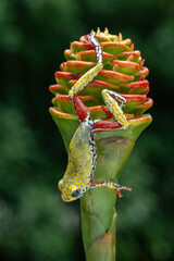 Painted Reed Frog or Spotted Tree Frog perched on Zingiber spectabile. 