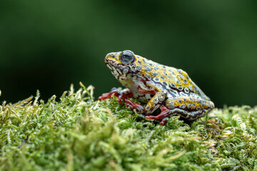 Painted Reed Frog or Spotted Tree Frog perched on mossy wood.