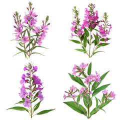 Naklejka premium Photo of Fireweed herb, America herb, isolated on transparent background