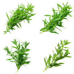 Fototapeta premium Photo of Tarragon herb, America herb, isolated on transparent background