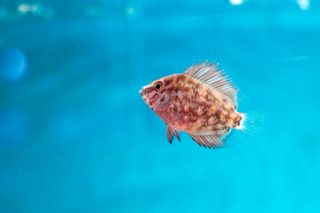 Fototapeta premium Uaru triangle cichlid fish - Uaru amphiacanthoides