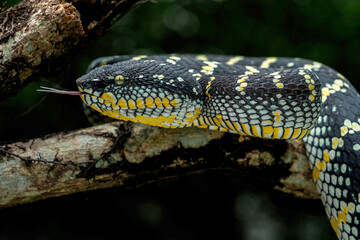 Wagler Pit Viper (Tropidolaemus wagleri) is a species of venomous snake.