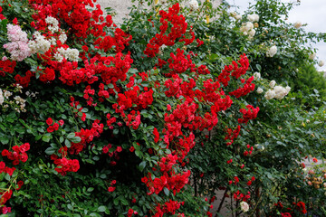 A red bush with white flowers is growing next to a white bush