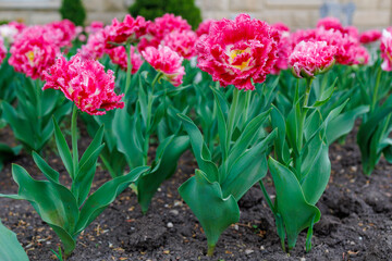 Flowers in a flower bed tulips. Greening the urban environment. Background with selective focus