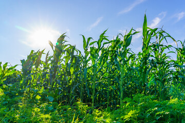 A field of corn is in full bloom, with the sun shining brightly on the plants