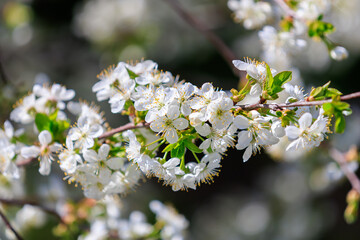 Branch of white flowers with green leaves