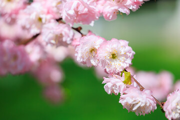 A branch of pink flowers is shown in a green background