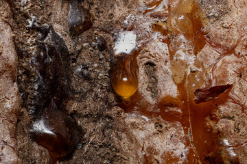 Frozen sap on a tree