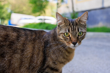 A cat with green eyes stands on a sidewalk