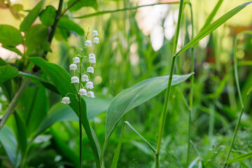 A white flower with green leaves is in a field of green grass, lily of the valley