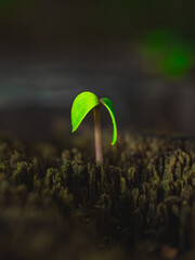 Young green seedlings grow from dark brown wood