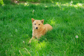 A dog is laying in the grass