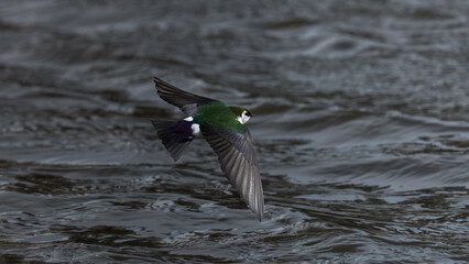Violet-Green Swallow in Flight