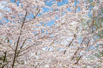 Looking up at branches of an ornamental tree covered in pale pink flowers, and the beginnings of leaves, blooming in a spring garden against a blue sky with wispy clouds

