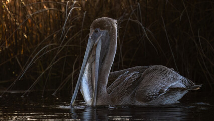 Pelican with fish