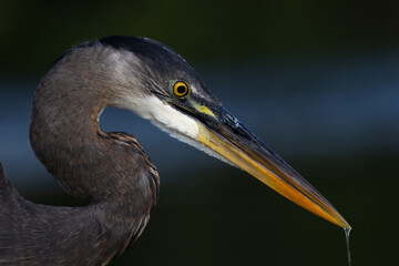 great blue heron
