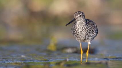 Greater Yellowlegs