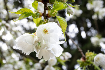 Closeup of white flowers with rain drops blooming on an ornamental tree against a dark background, as a wet spring nature background

