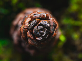 Close-up of a textured and wrinkled brown pine tree fruit