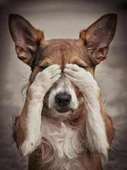 Obraz premium Cute dog covering its eyes with paws, playing peek-a-boo. Large ears, fluffy chest.