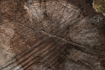 Fototapeta premium Close-up image of a tree stump reveals intricate wood grain patterns