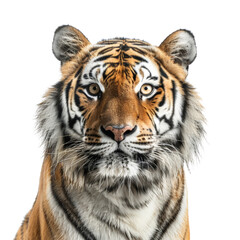 Fototapeta premium Bengal tiger face isolated on transparent background, cut out, png