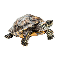 Obraz premium turtle isolated on transparent background, cut out, png