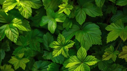 Green leafy plants in the natural summer environment