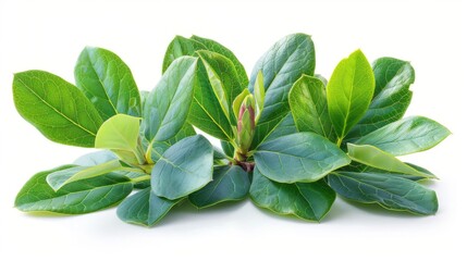 Photo of Rhododendron Leaves - Rhododendron spp. position center isolate on white background, clear focus, soft lighting