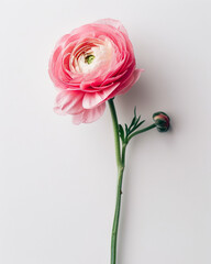 Obraz premium pink ranunculus flower isolated on white background